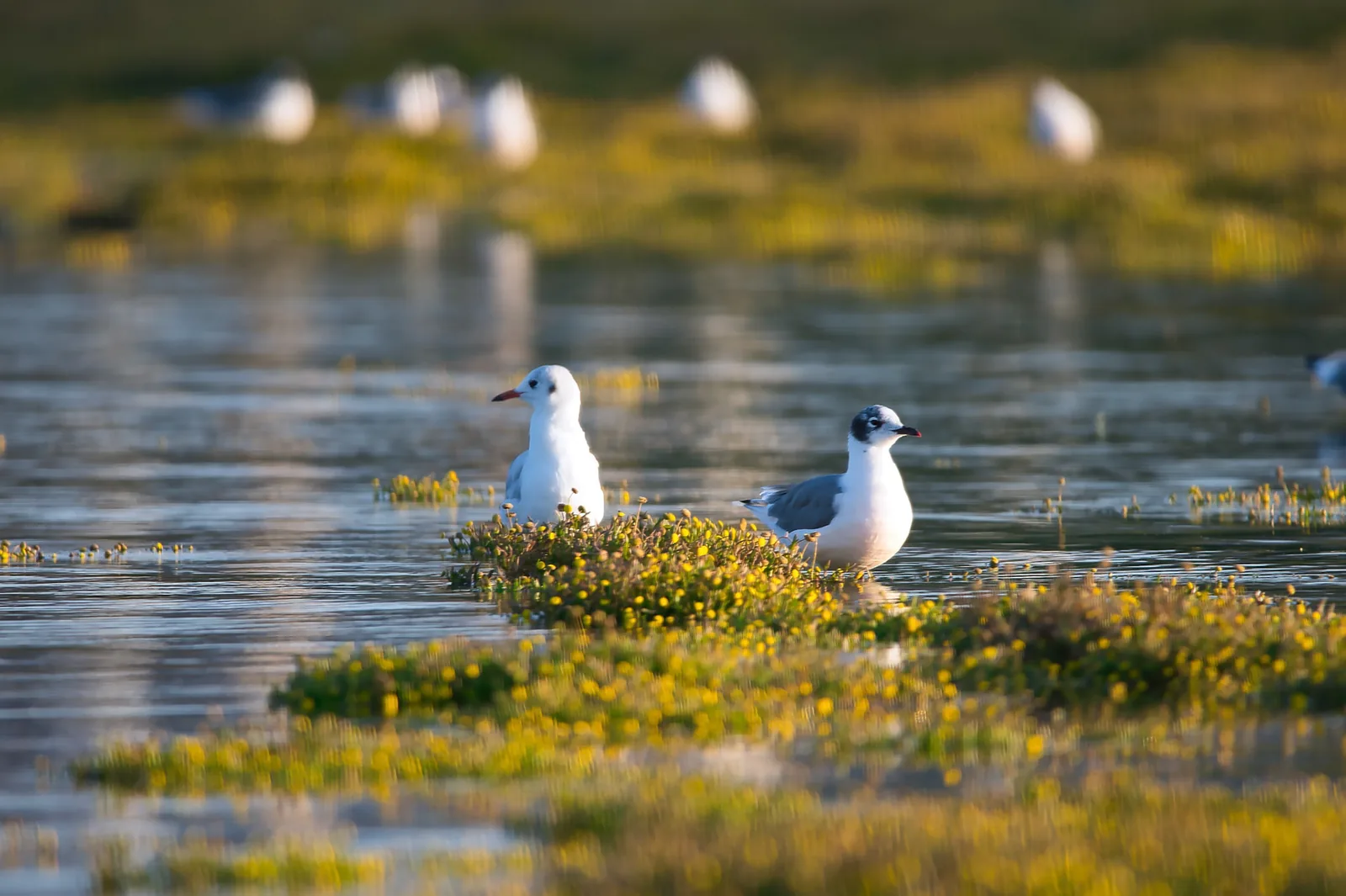 Gaviotas en laguna altiplánica al atardecer