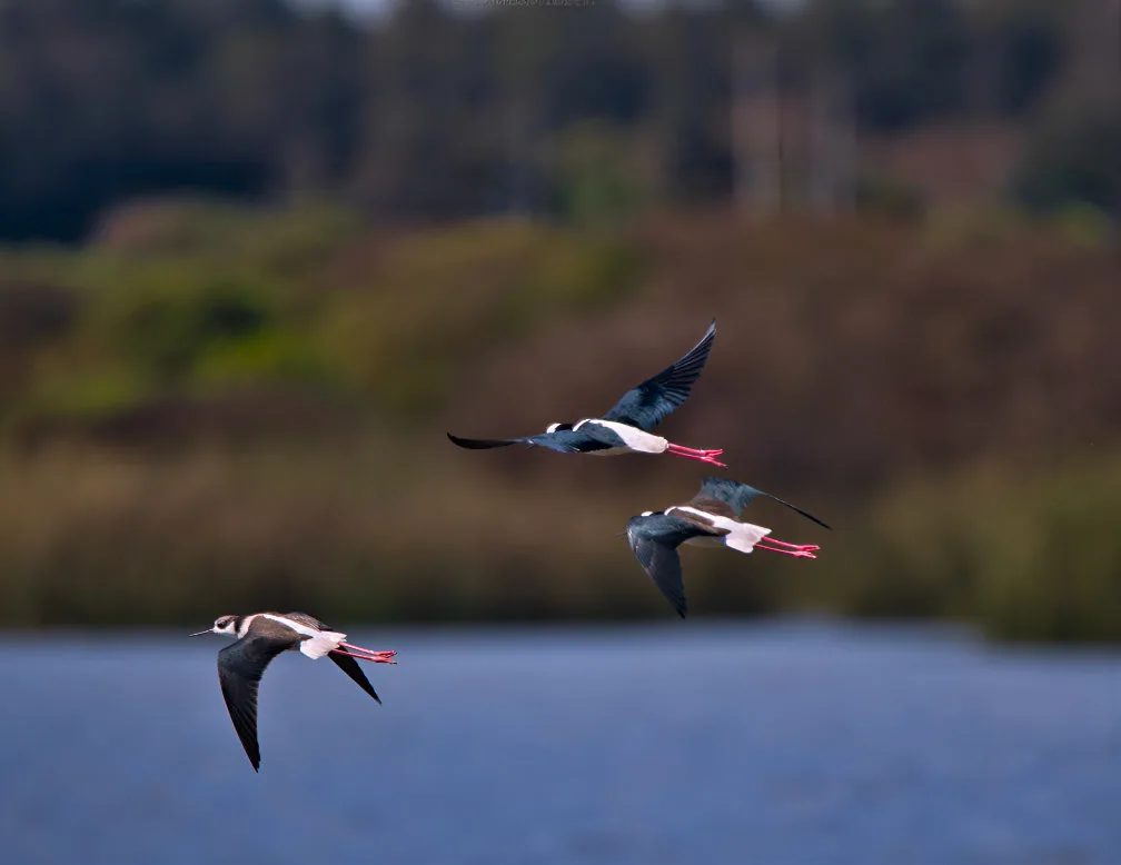 Aves playeras en vuelo rasante