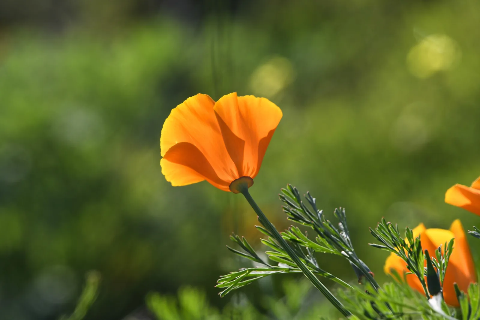 Amapola de California en flor