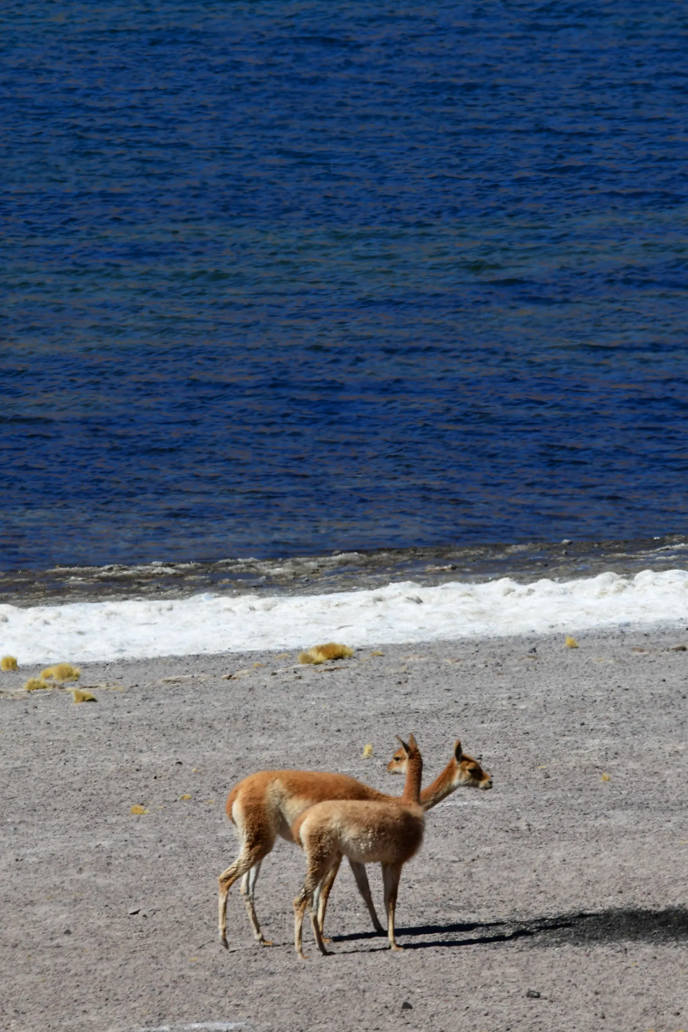 Guanaco en la costa al atardecer
