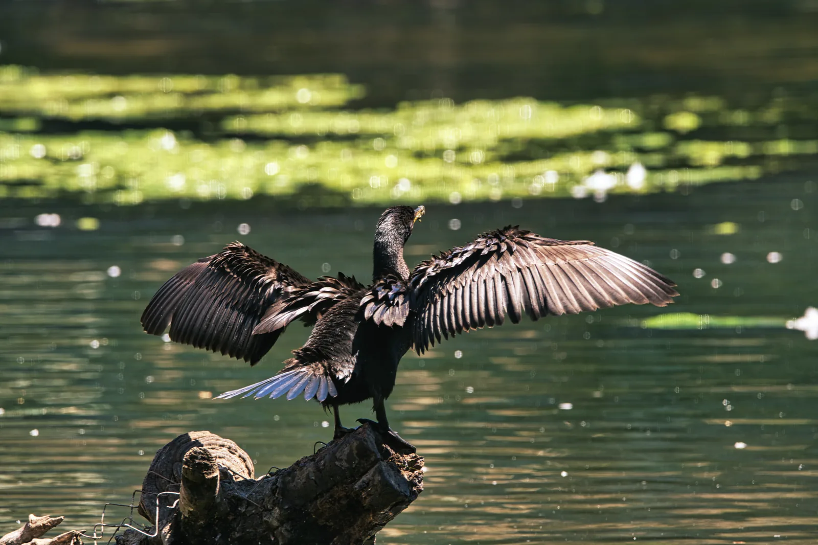 Cormorán secando sus alas