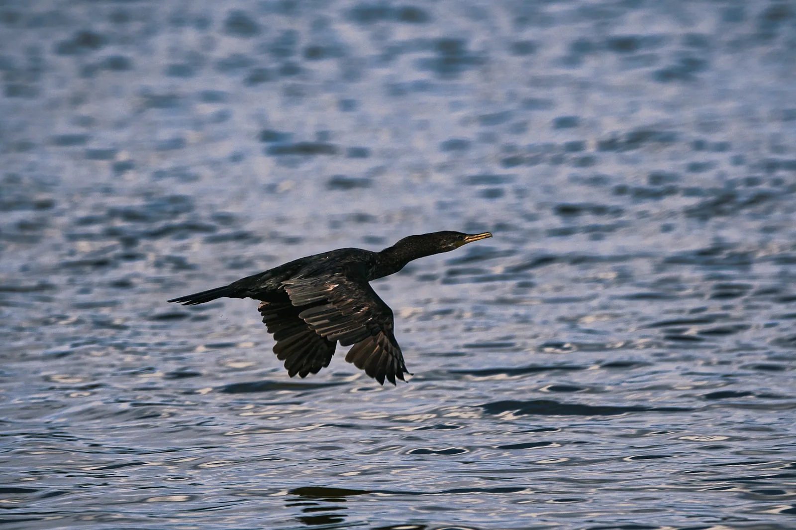 Ave volando sobre el océano