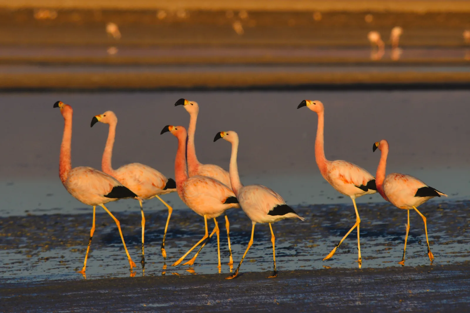 Flamencos caminando en laguna altiplánica