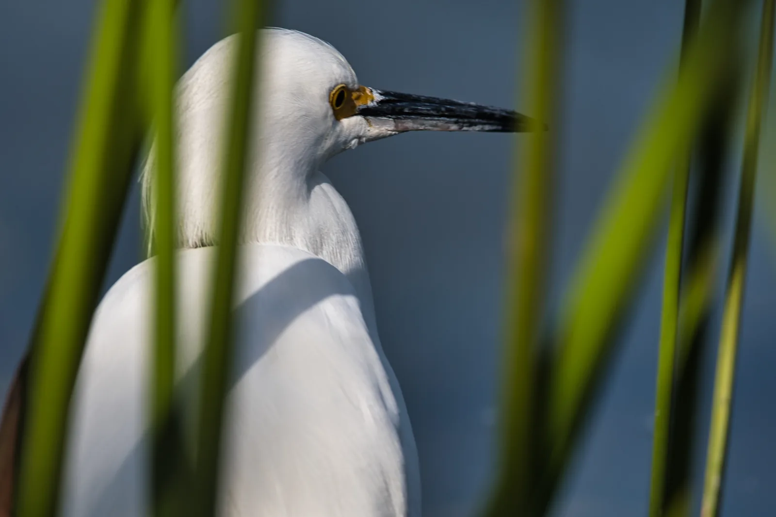 Garza blanca entre totorales