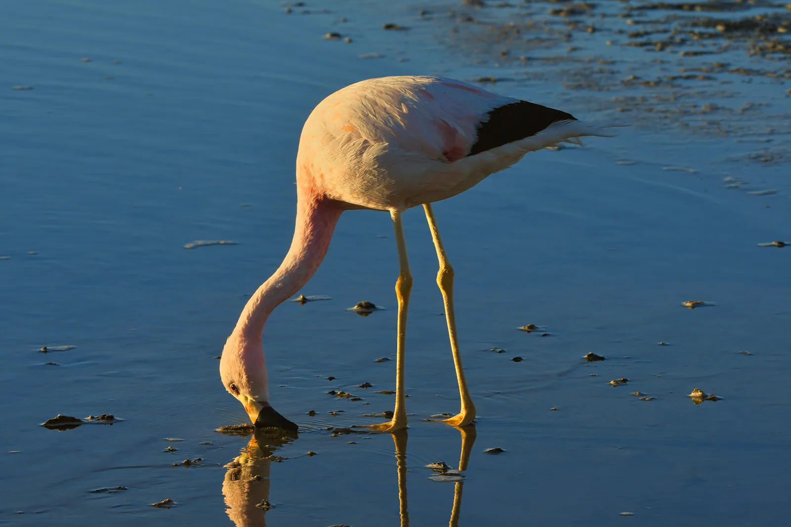 Flamenco con reflejo en el agua