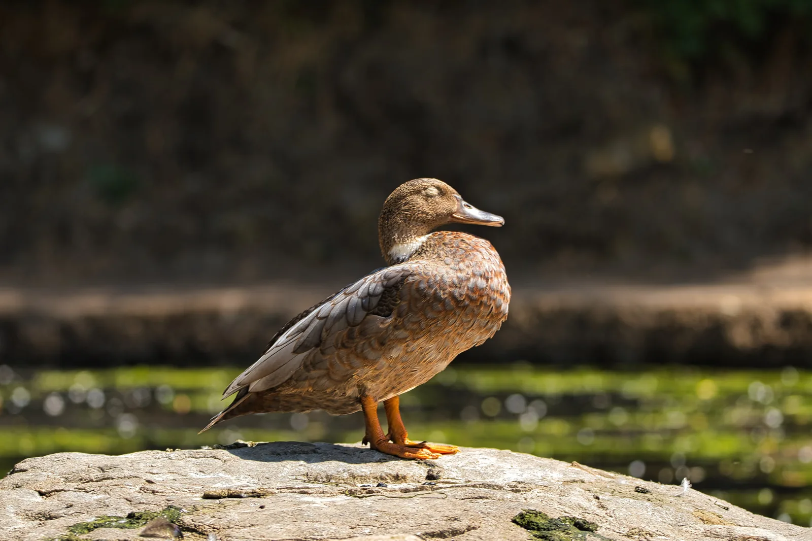 Pato retrato en la orilla